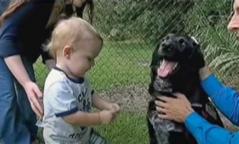 Un Perro De La Familia Y Un Fiel Amigo Salvaron A Un Ni O De Una Ni Era