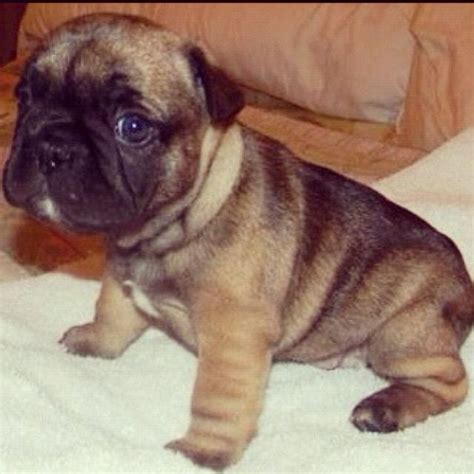 A Small Dog Sitting On Top Of A Bed