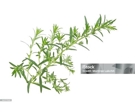 Artemisia Vulgaris L Sweet Wormwood Mugwort Or Artemisia Annua Branch