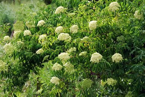 Blue Elderberry Growth Benefits And Culinary Delights