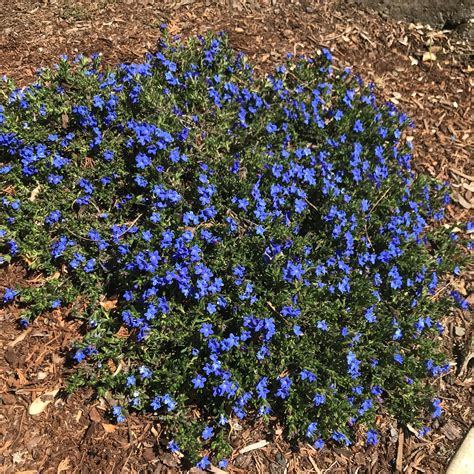 Lithodora diffusa 'Heavenly Blue' (4" Pot) | Little Prince To Go