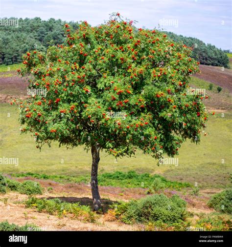 Sorbus Aucuparia Mountain Ash Rowan Tree Edu Svet Gob Gt