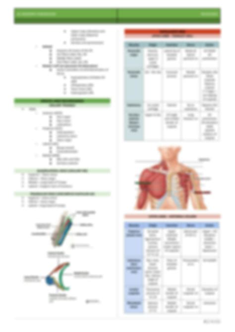 SOLUTION Upper Extremity Anatomy And Kinesiology Study Guide Studypool