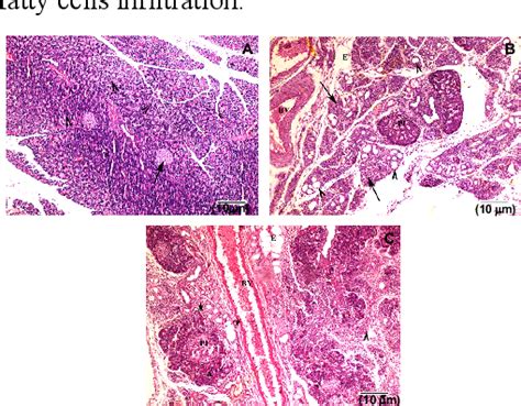 Figure From Mito Tempo Improved L Arginine Induced Acute