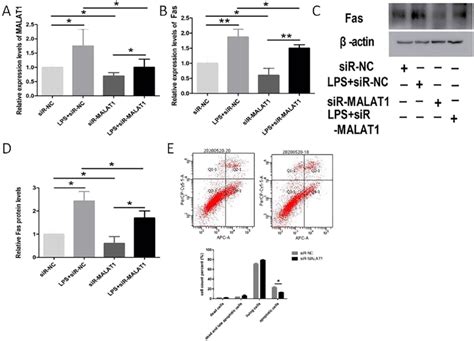 Knockdown Of MALAT1 Inhibits LPS Induced Apoptosis In HPMECs