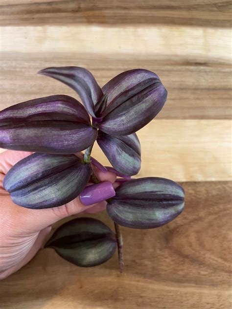 Tradescantia Zebrina Burgundy Wandering Jew Inch Plant Etsy