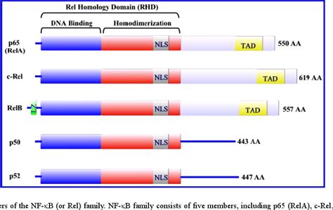 Members of the NF κ B or Rel family NF κ B family consists of five