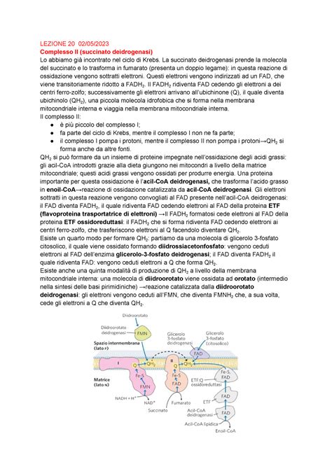 Biochimica Prof Zara Lezione Lezione Complesso Ii