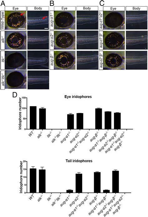 Alk And Ltk Ligands Are Essential For Iridophore Development In