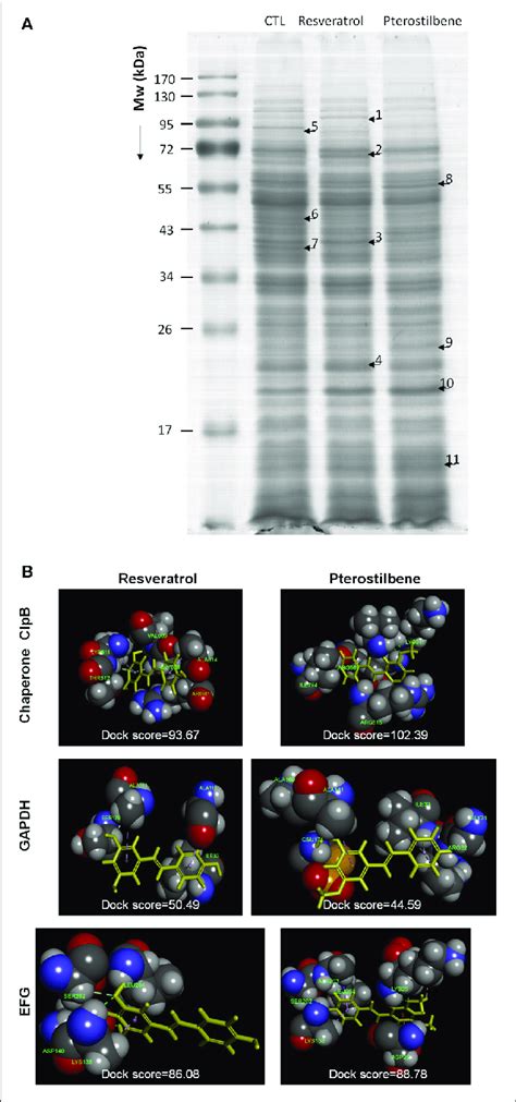 The Effect Of Resveratrol And Pterostilbene On MRSA Proteins A The