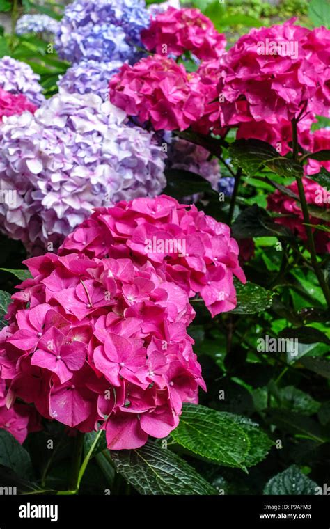 Red Bigleaf Hydrangea Hydrangea Macrophylla Alpengluhen Hortensia