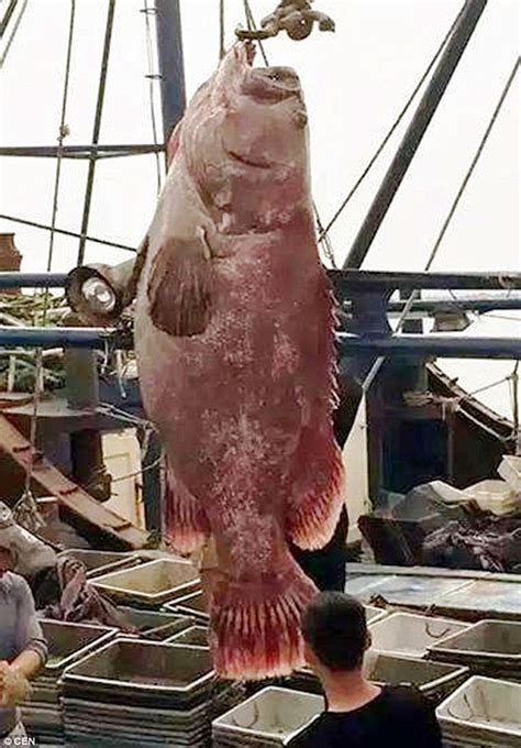 Chinese Fishermen Net A Stone Grouper In Shantou Guangdong Province