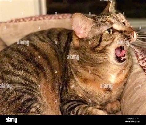 Beautiful Green Eyed Reddish Brown Tabby Cat Yawning While Waking From