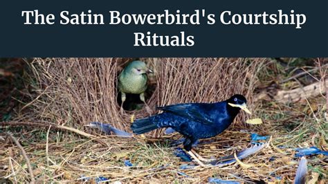 The Bowerbird S Courtship Dance Youtube