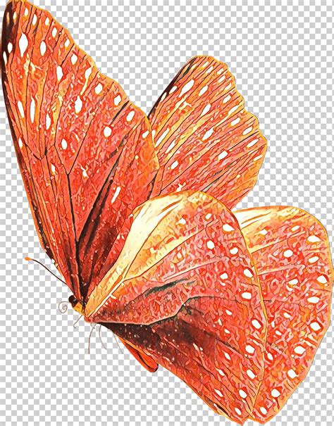 Naranja Dibujos Animados Mariposa Polillas Y Mariposas Hoja