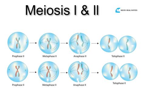 Meiosis And Its Phases Microbial Notes