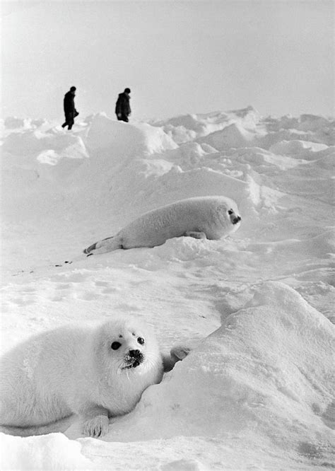 A Young Seals From Greenland In Siberia by Keystone-france