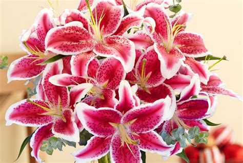 Stargazer Lily - Albuquerque Florist