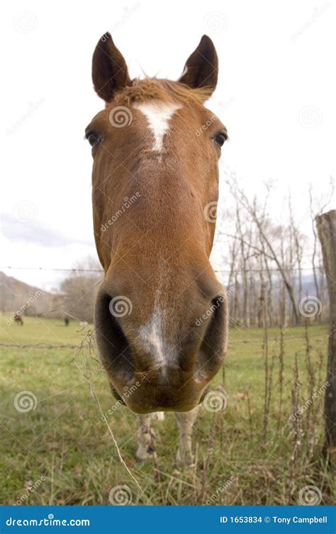 Horse Looking Straight Ahead Wide Angle Stock Images Image 1653834