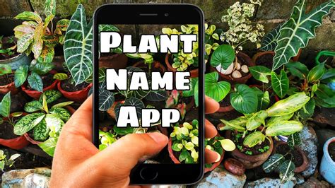 How To Identify Plant Names BEST Plant ID App Free YouTube