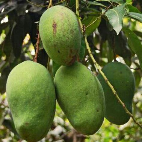jual bibit mangga paket  jenis manalagi  harum manis shopee