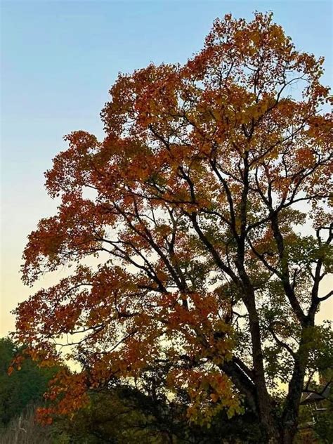 明王寺の紅葉画像4枚目 ｜紅葉名所2024