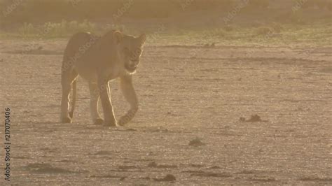 An African Female Lioness Panthera Leo Walks Towards The Camera With A