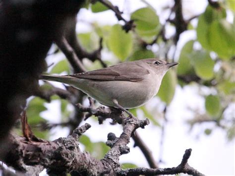Кропив’янка садова (Sylvia borin)