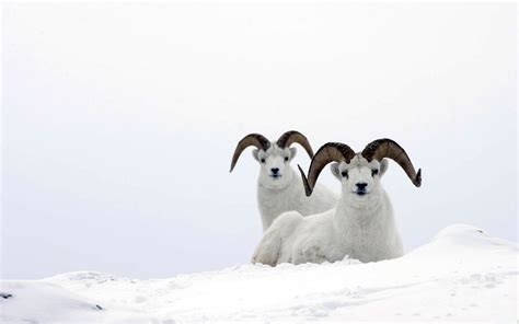 Snow Mountain Ram Animal