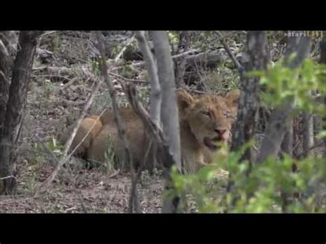 Safari Live The Nkuhuma Pride Seen On Drive This Morning Dec