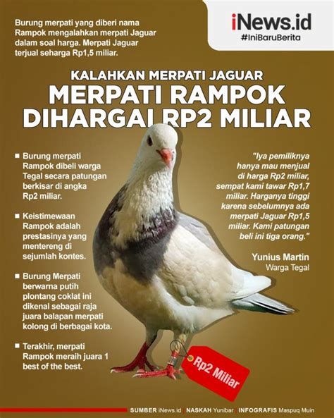 Kalahkan Jaguar Ini Keistimewaan Burung Merpati Rampok Seharga Rp Miliar