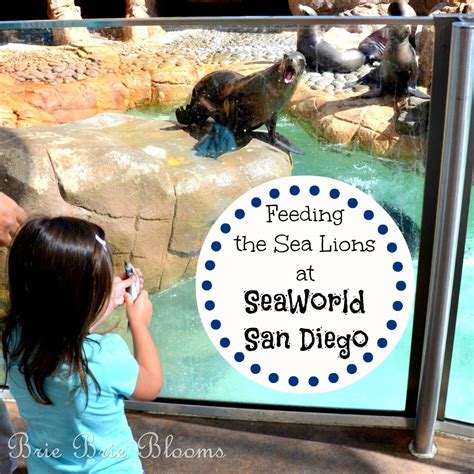 Feeding the Sea Lions at SeaWorld® San Diego - Brie Brie Blooms