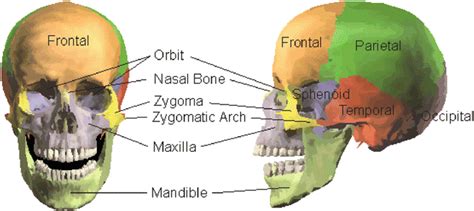 Skull And Facial Bone Injury Biomechanics Musculoskeletal Key