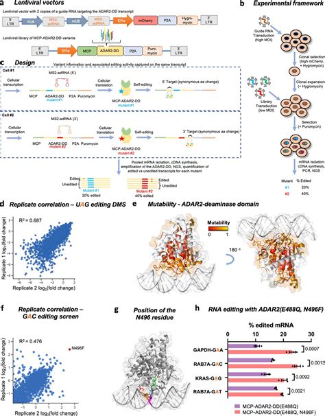 Comprehensive Interrogation Of The Adar Deaminase Domain For