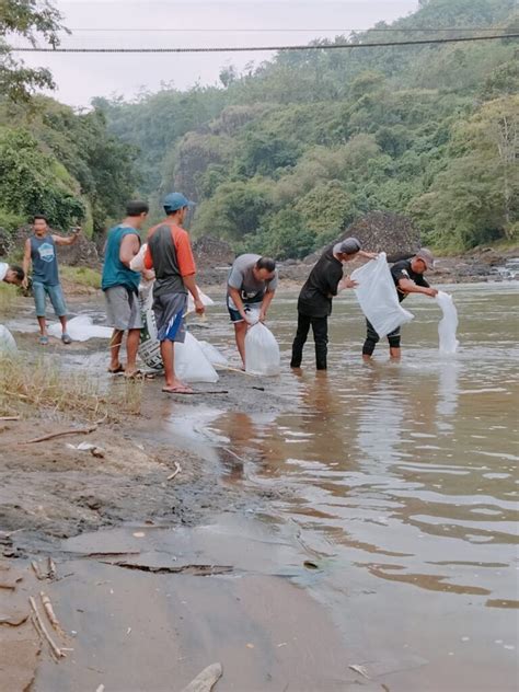 Jaga Ekosistem Sungai Bbpbat Sukabumi Tebar Ribu Ekor Ikan Di