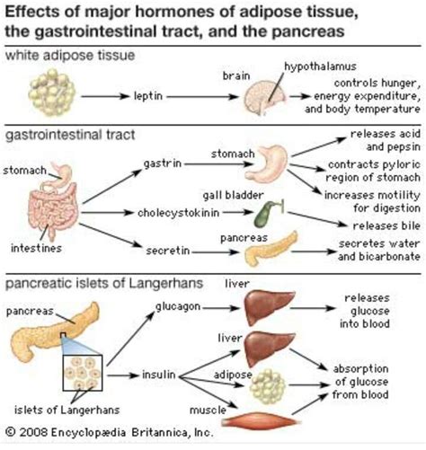 Pin by Shonda Porter on Nursing School | Gastrointestinal nursing ...