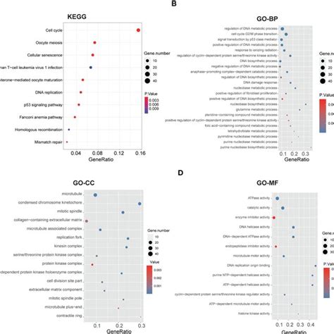 Functional Annotation Based On The Glycolysis Related DEGs Of Two