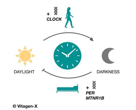 How your Genes Affect your Sleep - Vitagen-X