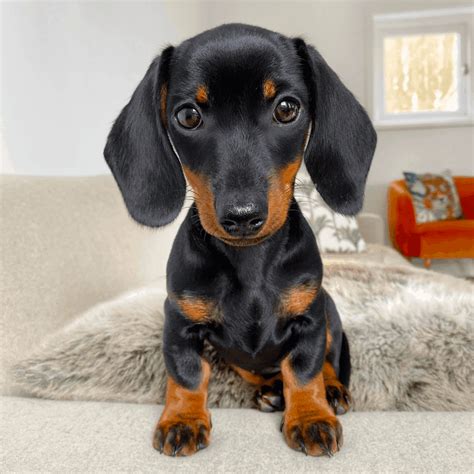 Dachshund Puppy Training Guide