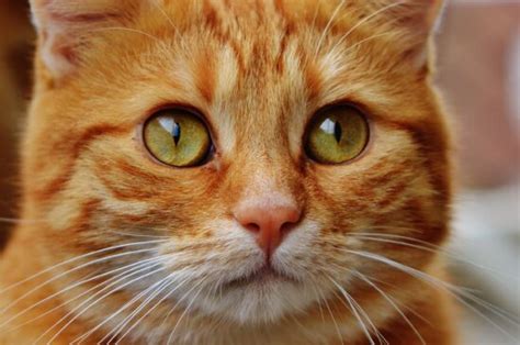 Imagen Gratis Gato Animal Retrato Ojo Lindo Cabeza Piel Mascota