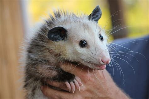 Opossum Poop | Ultimate Guide