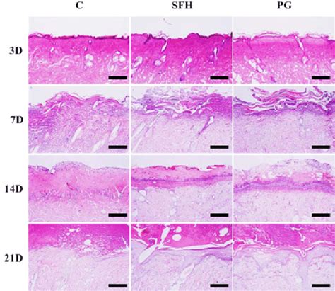 Histological Results Of Hematoxylin And Eosin H E Staining The Top