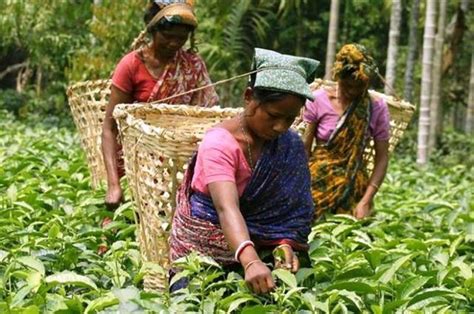 Tea Planters In Assam Hoping To Get The Funding For Promotion Of Tea