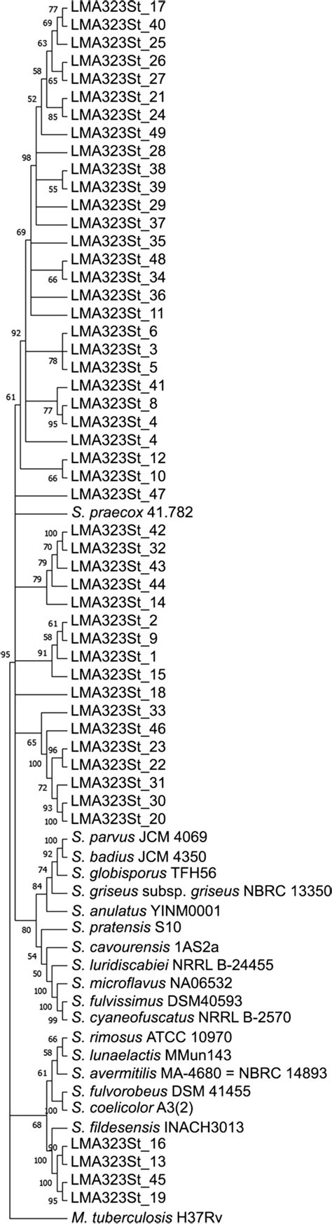 Phylogenetic Tree Constructed With 16s Rrna Rpob Reca Gyrb Trpb And Download Scientific