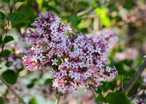 Dwarf Korean Lilac - Tree Top Nursery & Landscape Inc.