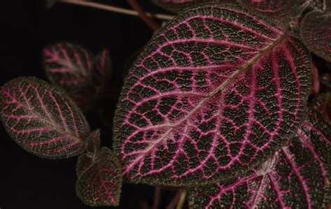 Episcia ‘kee Wee Gesneriad Reference Web