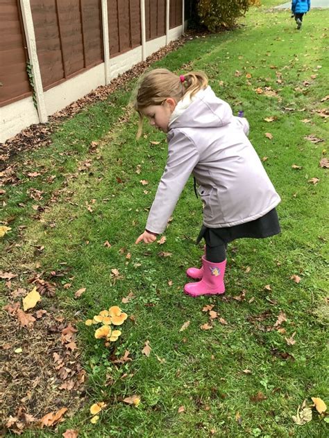 Forrest School Fungi Spotting Corrie Primary And Nursery School