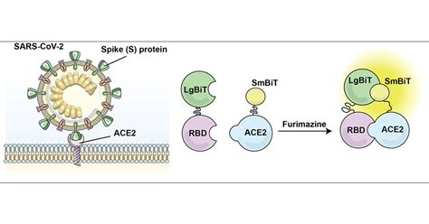 ABP Renilla Luciferase Assay Kit ABP Biosciences, 51% OFF