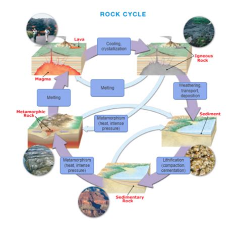 B5 Ex2 Metamorphic Rocks And The Rock Cycle Flashcards Quizlet