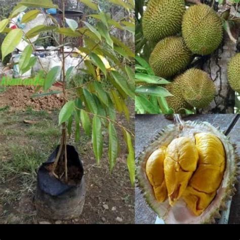 Bibit Durian Musang King